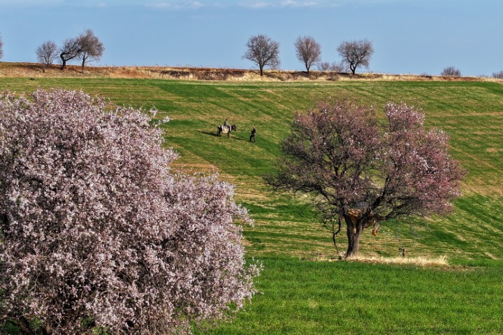 Adiyaman Bahar (4)