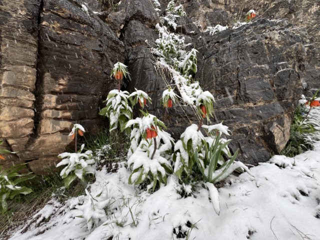 Şırnak Ters Lale (1) (Küçük)