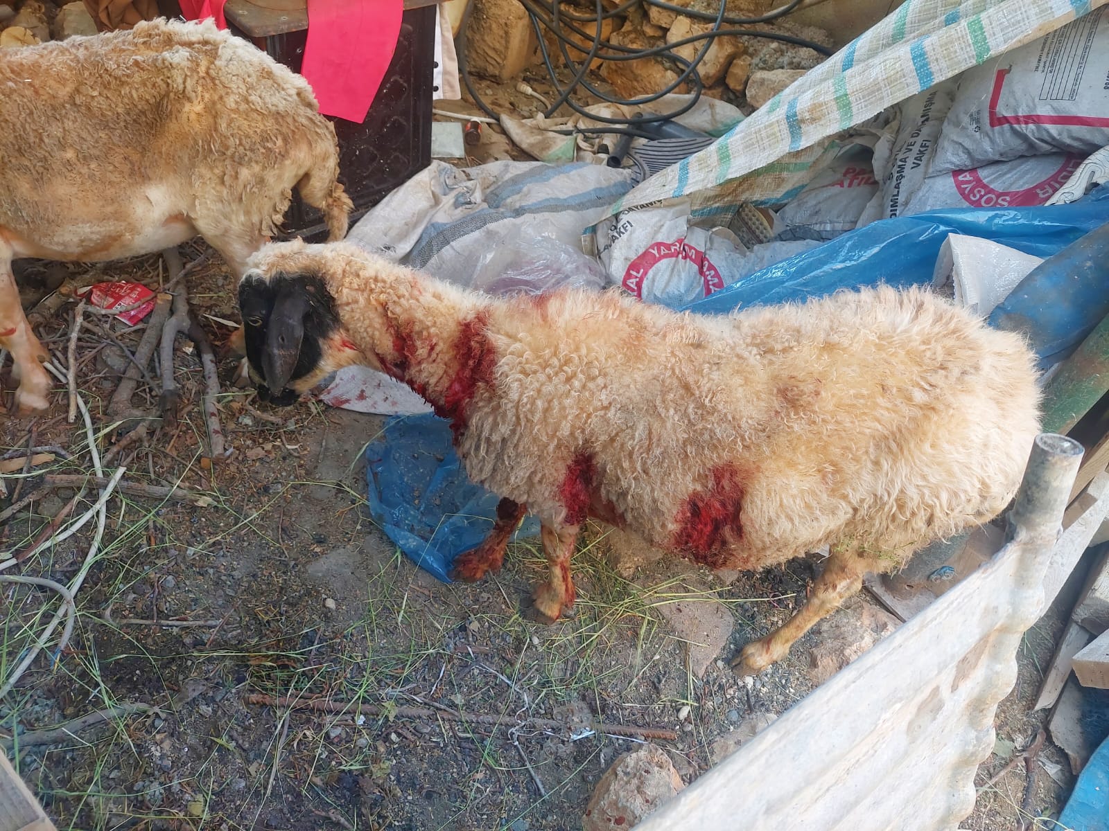 Besni Köpek Saldırısı