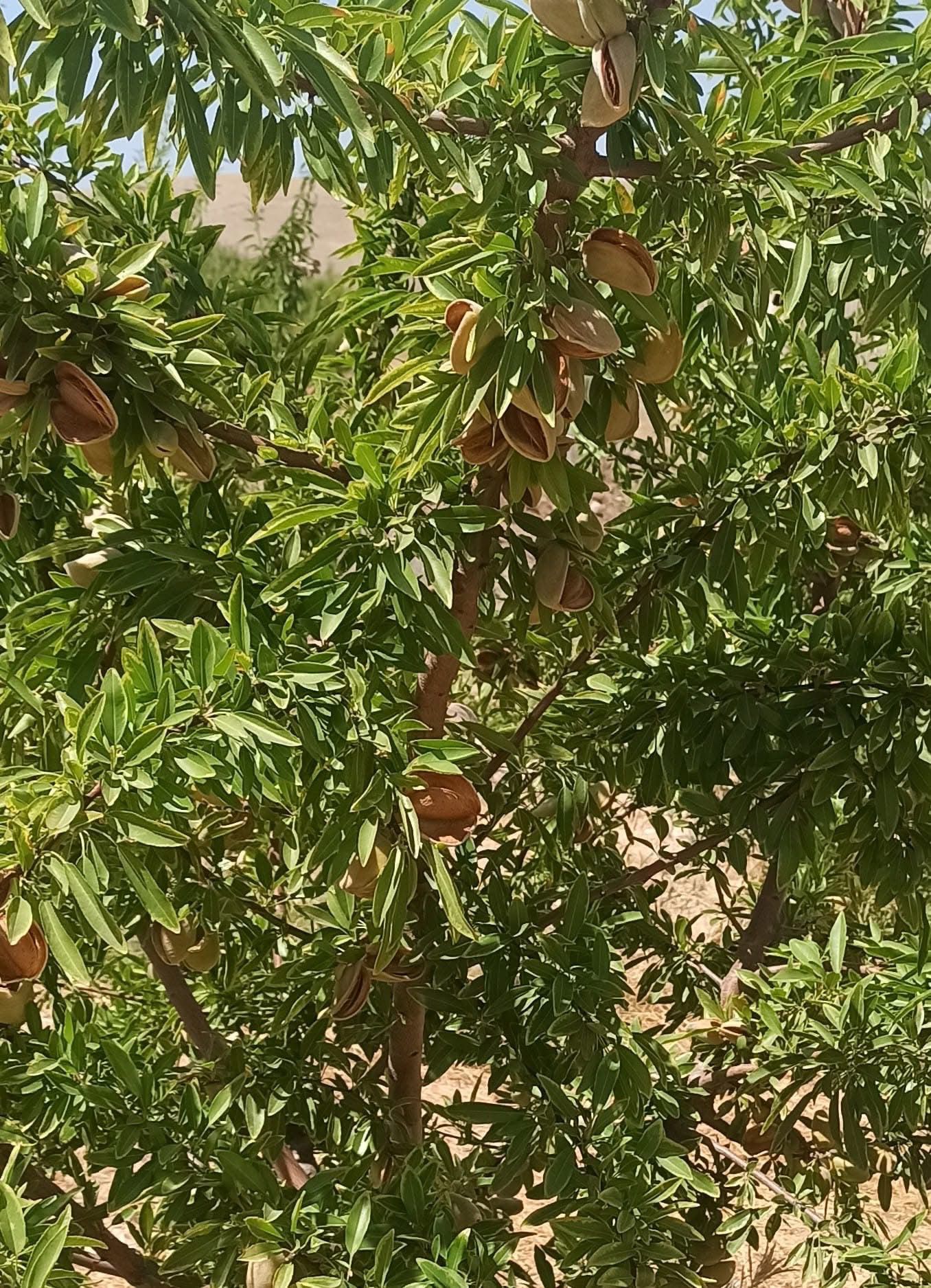 Badem Hasadi 1