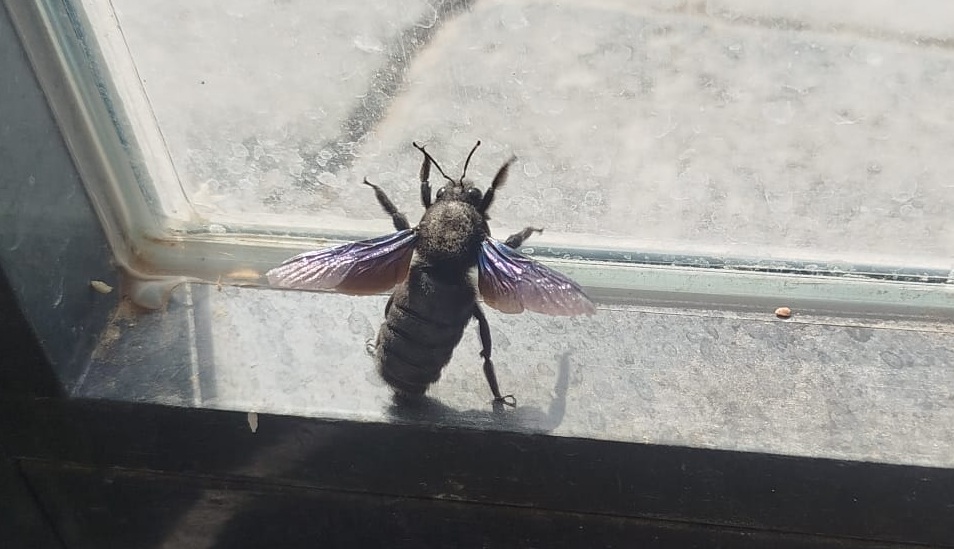 Besni'de Mor Odun Arısı Görüldü