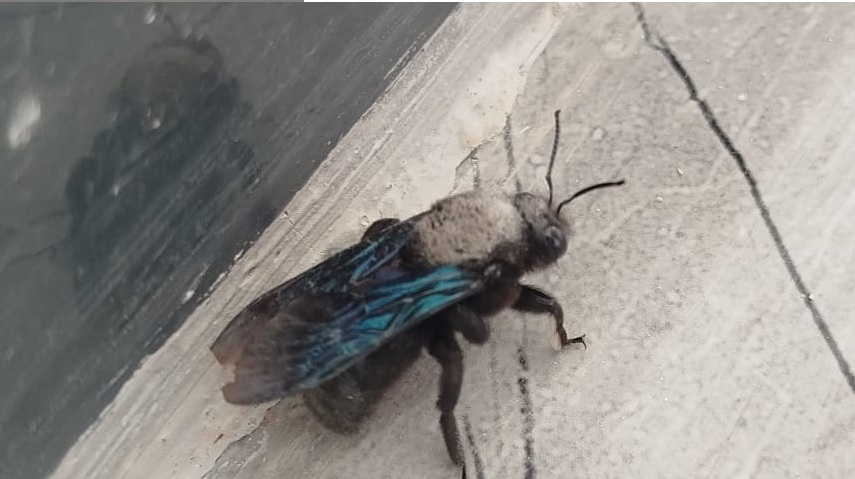 Besni'de Mor Odun Arısı Görüldü1