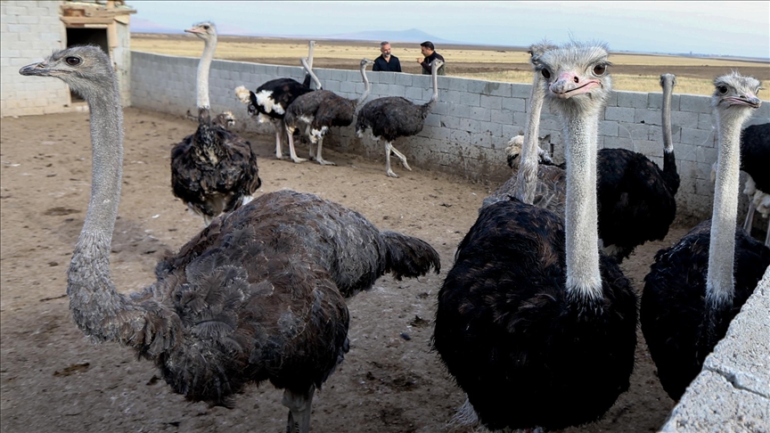 Devekuşu Yetiştiriciliği