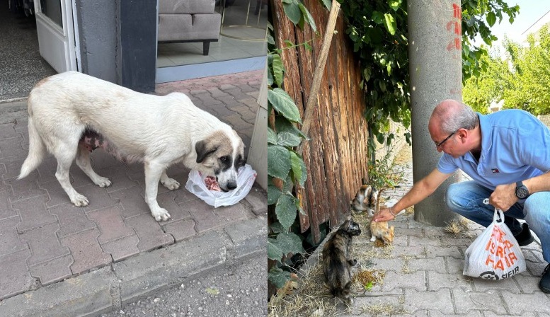 Nemrut Rotary’den “Sokaktaki Canlara” Mama