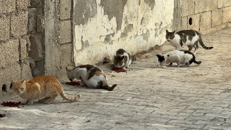Nemrut Rotary’den “Sokaktaki Canlara” Mama3