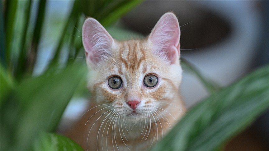 Kedilerin Davranışları Sahibinin Cinsiyetine Bağlıymış4