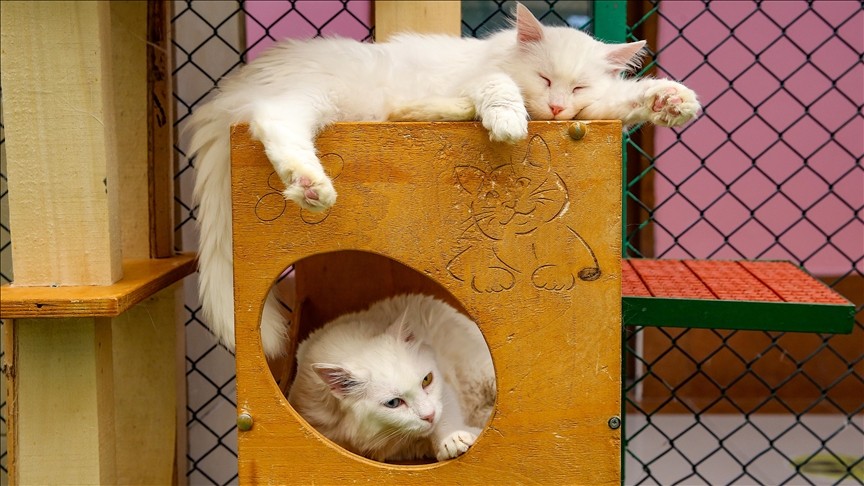 Kedilerin Davranışları Sahibinin Cinsiyetine Bağlıymış5