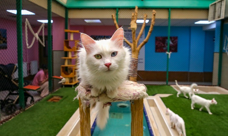 Kedilerin Davranışları Sahibinin Cinsiyetine Bağlıymış6