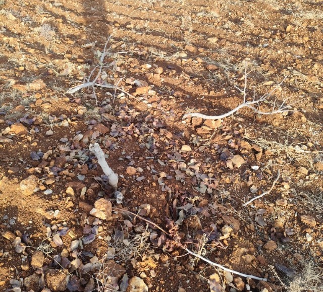 Orman Arazisine İzinsiz Dikilen 2.500 Ağaç Katledildi-1