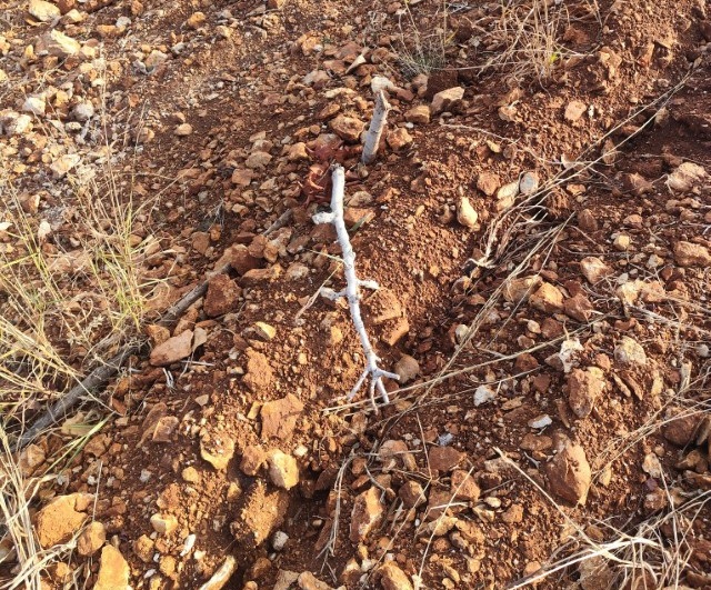 Orman Arazisine İzinsiz Dikilen 2.500 Ağaç Katledildi1-1