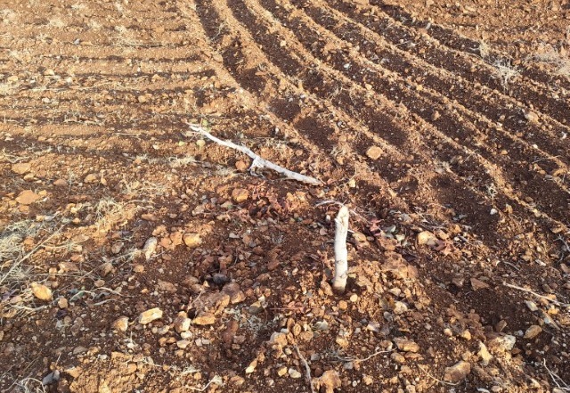 Orman Arazisine İzinsiz Dikilen 2.500 Ağaç Katledildi2-1