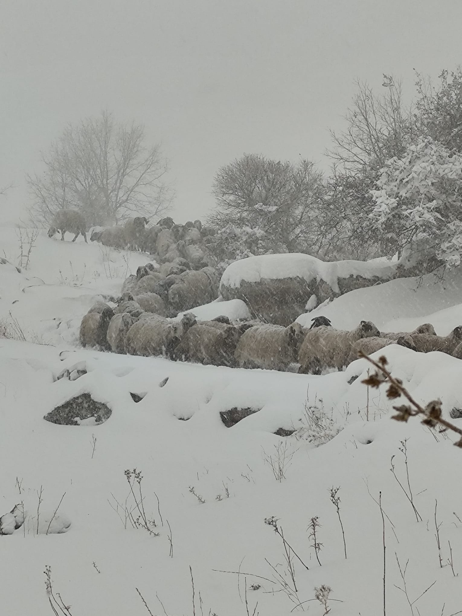 Whatsapp Image 2025 12 31 At 18.18.17