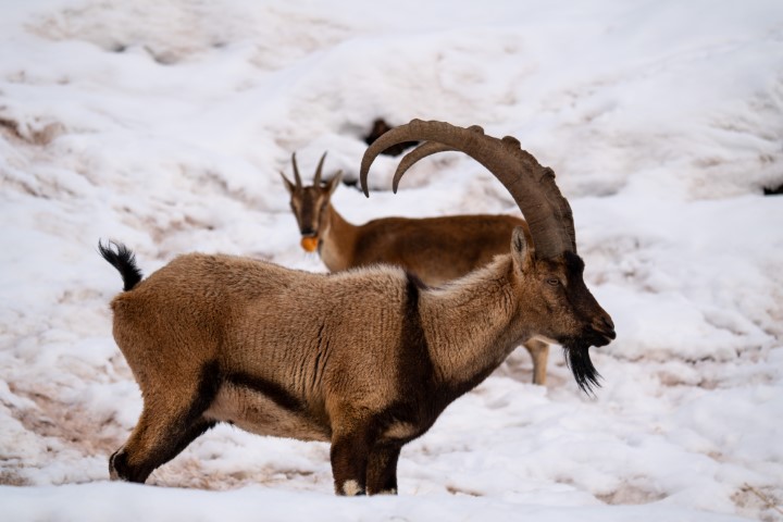 Adıyaman Yaban Keçileri (2) (Küçük)