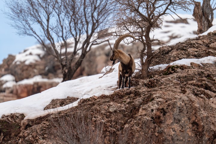 Adıyaman Yaban Keçileri (3) (Küçük)