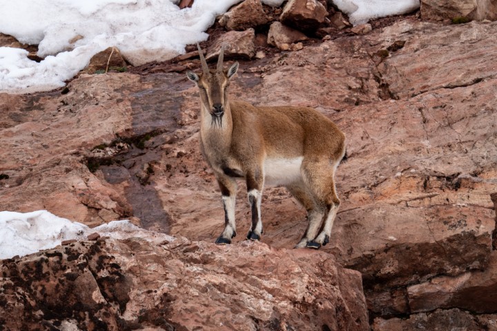 Adıyaman Yaban Keçileri (4) (Küçük)
