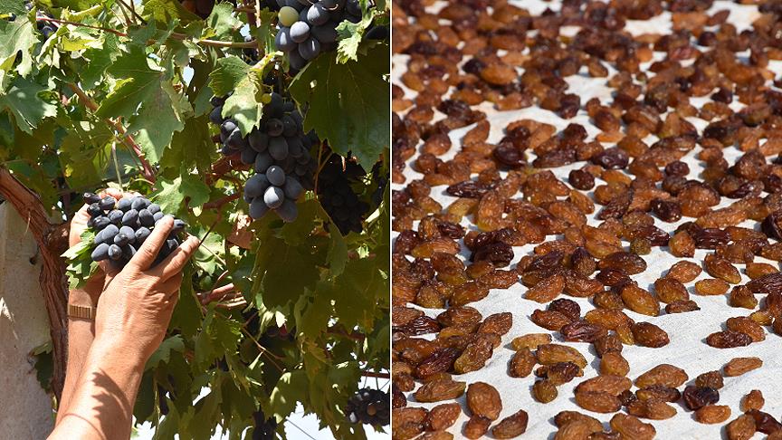 Adıyaman’da Modern Bağcılık Projesi İçin Başvurular Başladı2