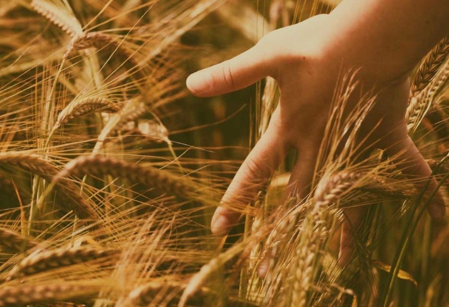 Ata Tohumu Ahmet Buğdayı Projesi Tamamlandı1