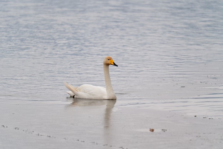 Gölbaşı Gölü (9) (Orta) (Küçük)