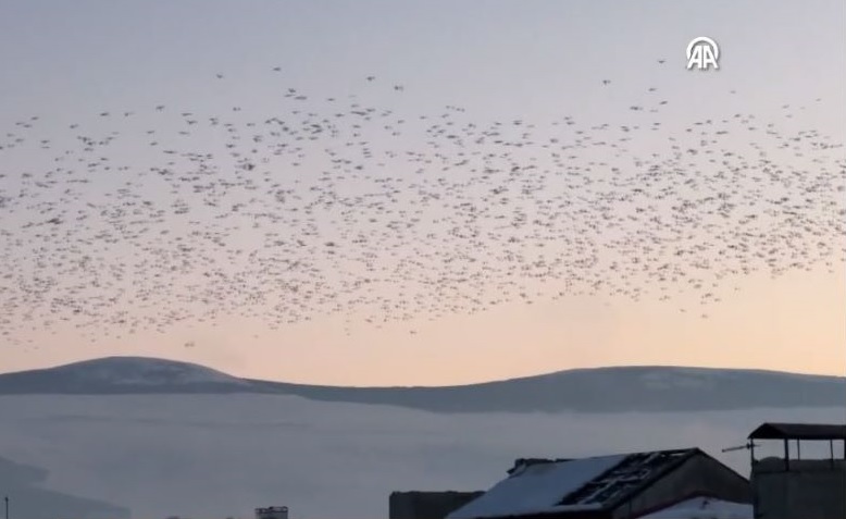 Kuşların Dansı Gün Batımı Ile Görüntülendi1