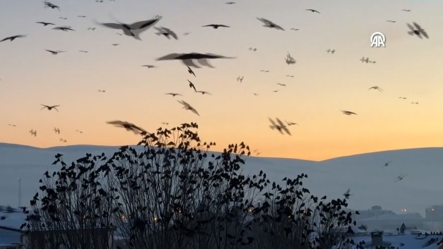 Kuşların Dansı Gün Batımı Ile Görüntülendi2