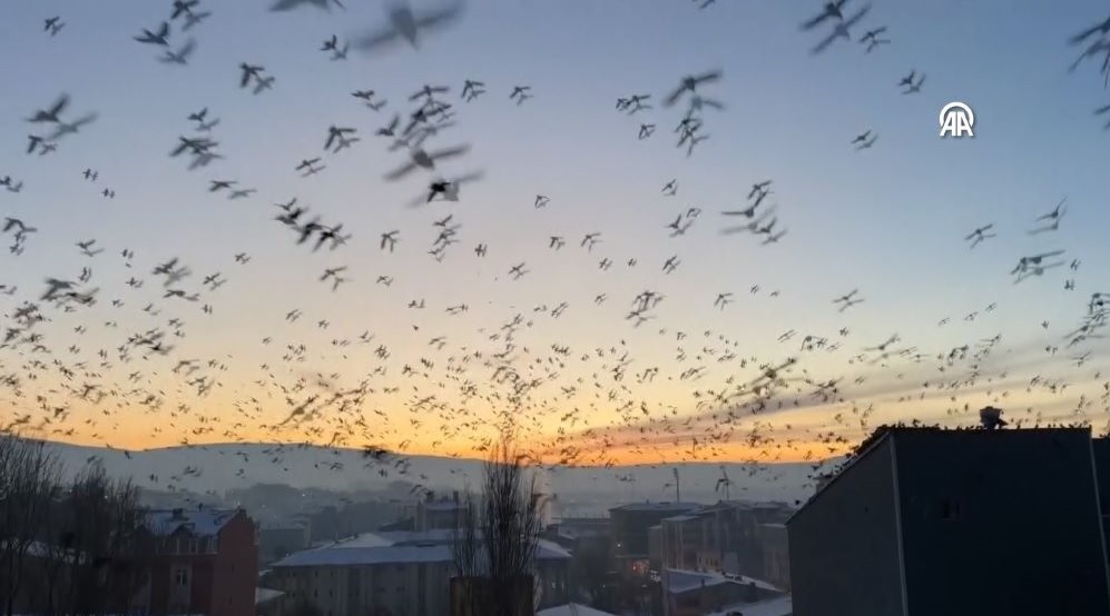 Kuşların Dansı Gün Batımı Ile Görüntülendi3