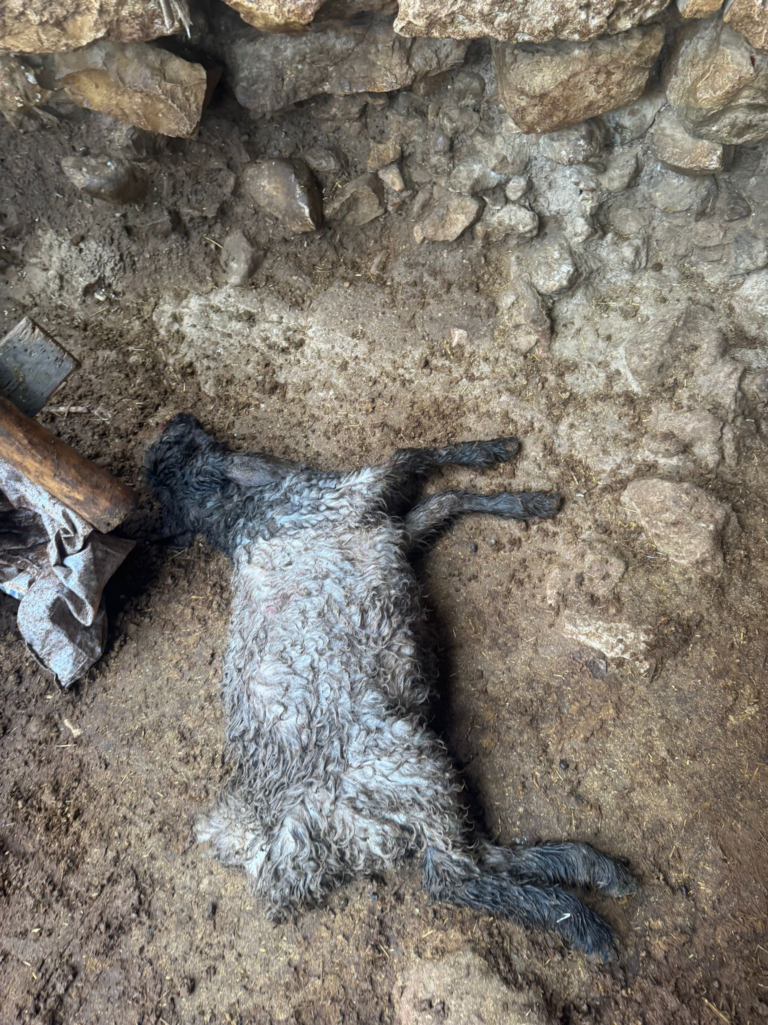 Whatsapp Image 2026 01 31 At 18.21.41 (1)