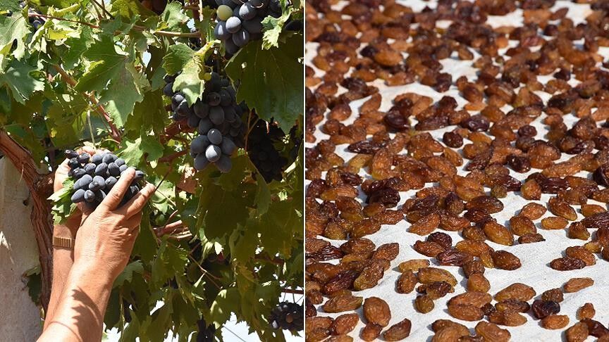 Besni Ve Gölbaşı’da Modern Üretim Bağcılıkla Güçleniyor3