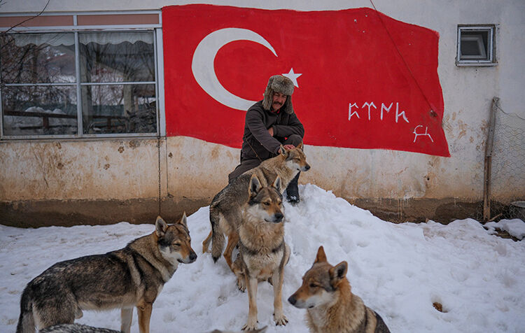 Sivas Bozkır Kurt Ve Yırtıcı Kuşlar (4)