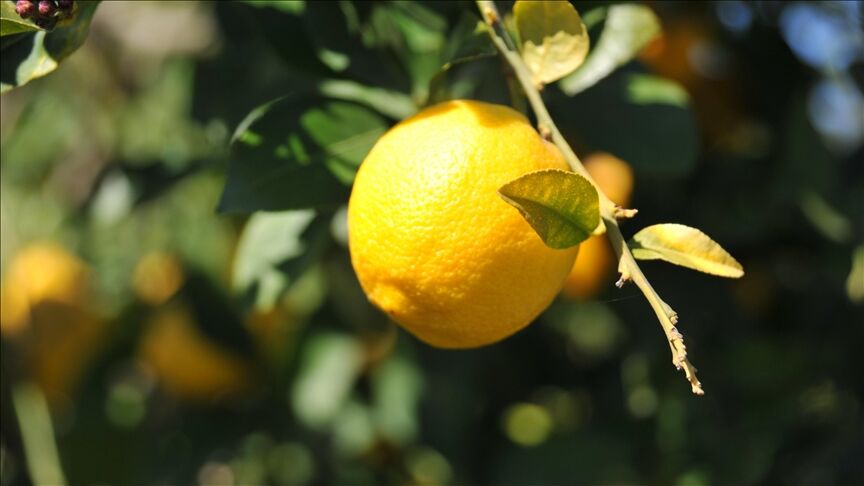Limon Vergi