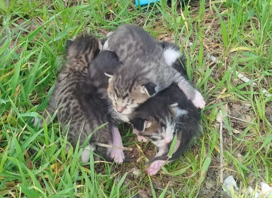 Adıyaman’da Kedi Yavruları Çöpte Bulundu1