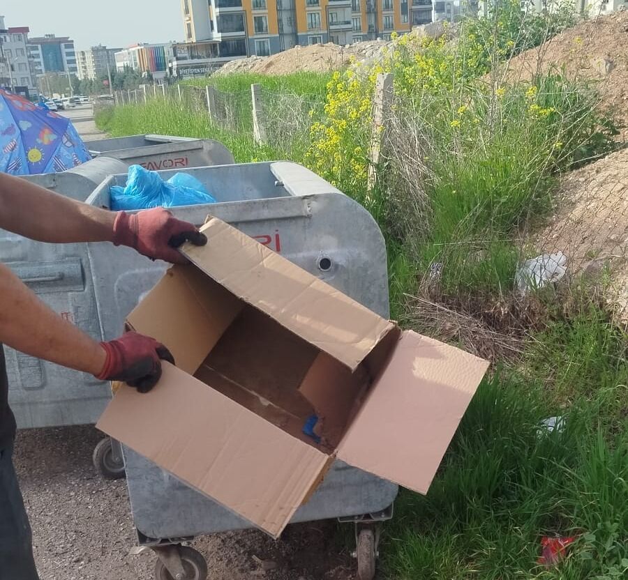 Adıyaman’da Kedi Yavruları Çöpte Bulundu2