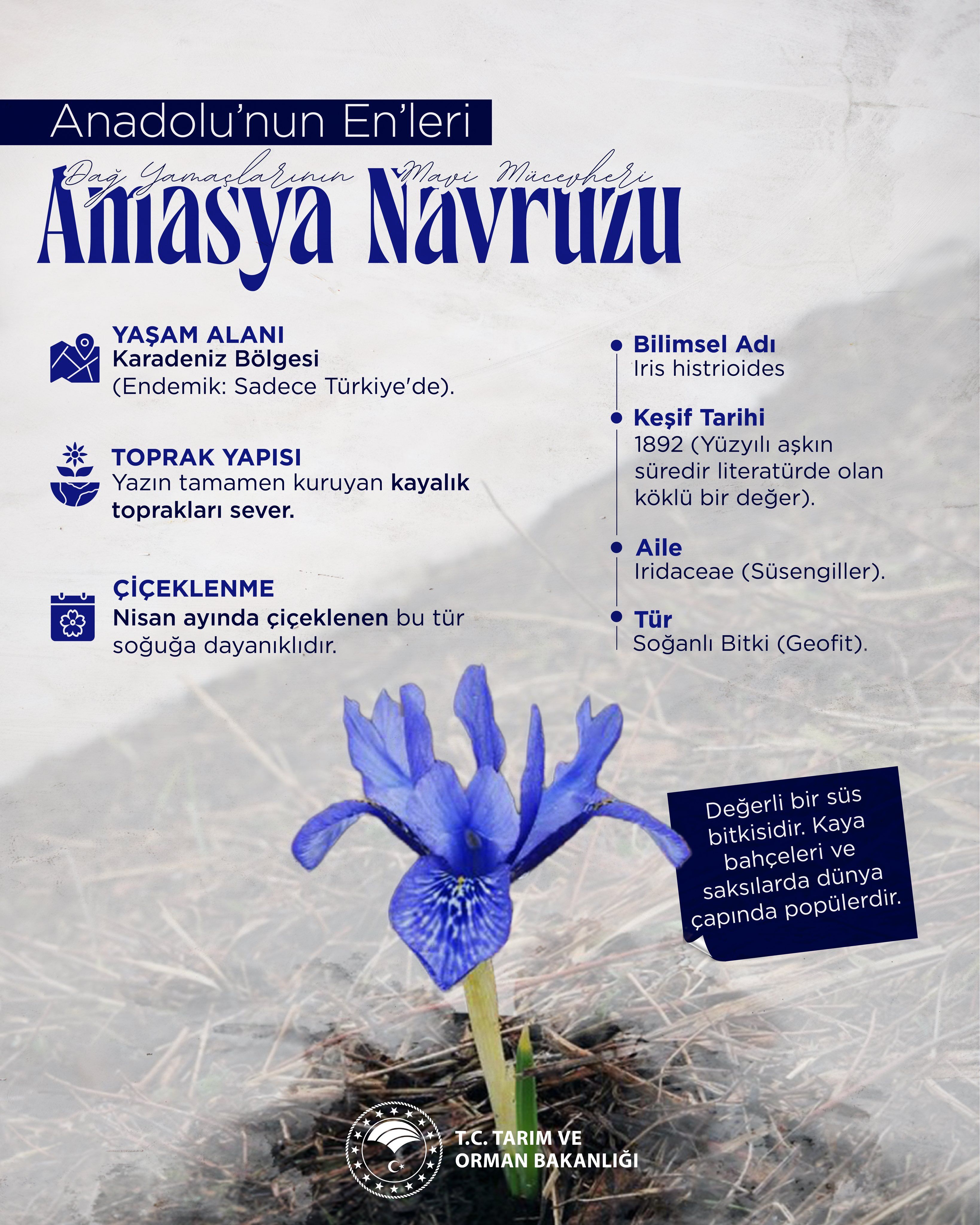 Amasya Navruzu