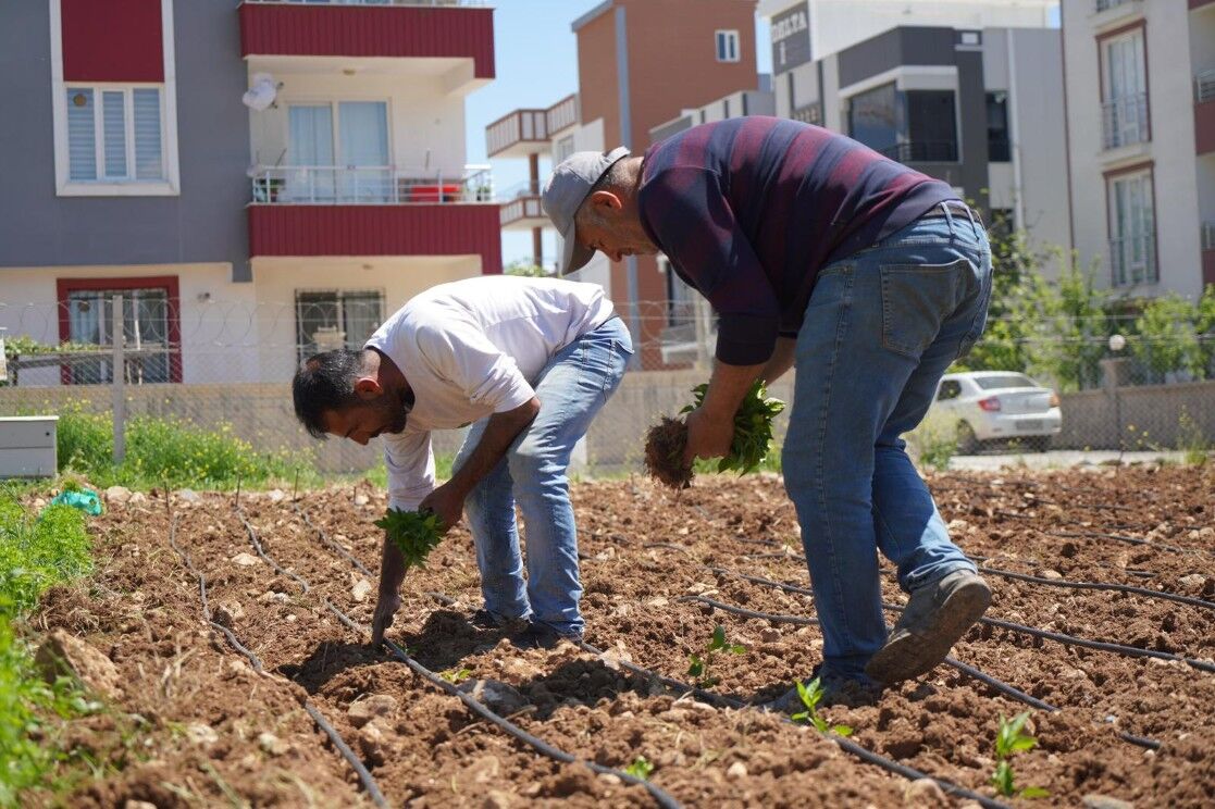 Adıyaman Belediyesi Serasında Yaz Mesaisi Başladı1