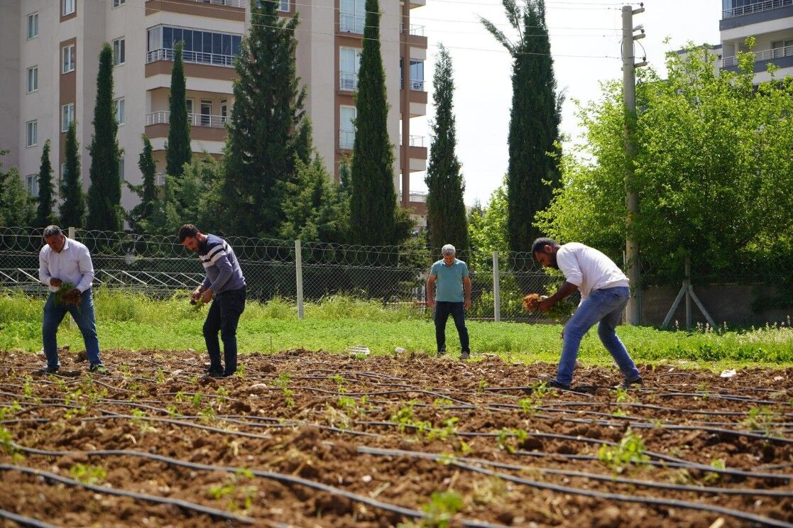 Adıyaman Belediyesi Serasında Yaz Mesaisi Başladı2