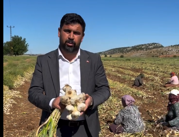 Besni Kesmetepe Sarımsak Hasadı1