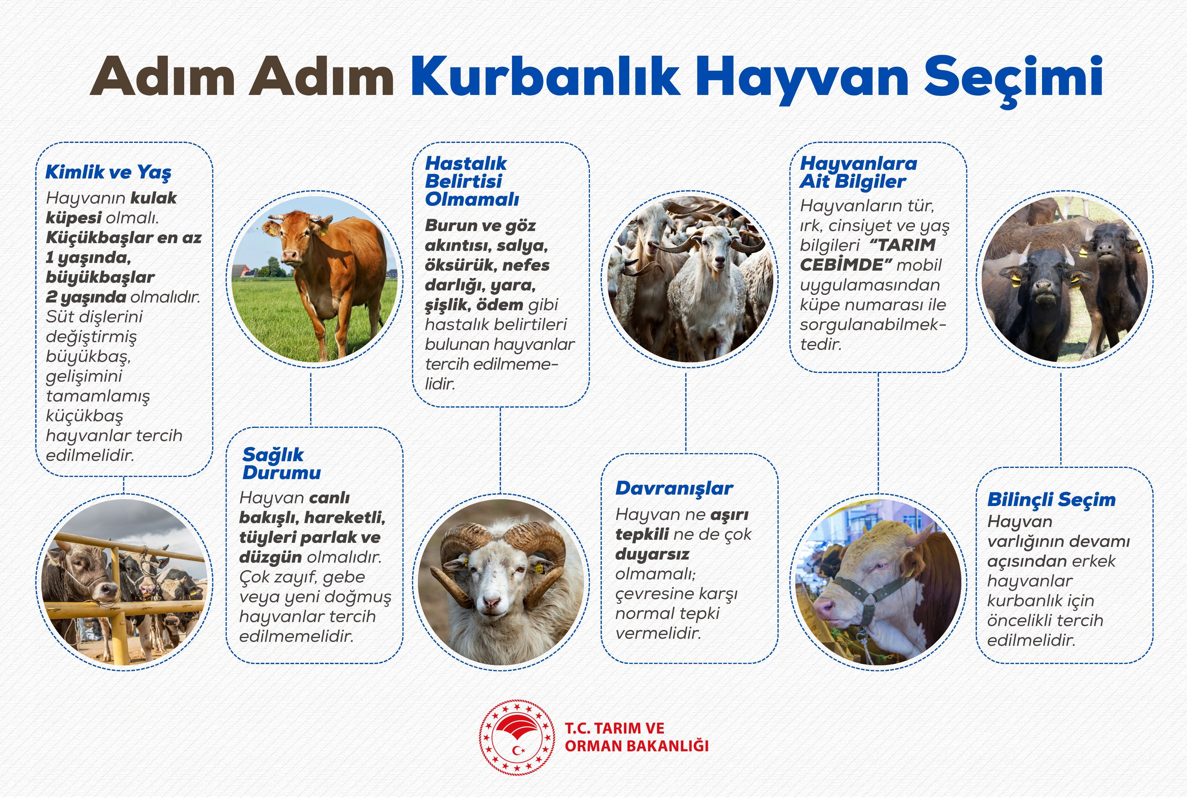 Kurbanlık Alırken Dikkat Edilmesi Gereken Husular