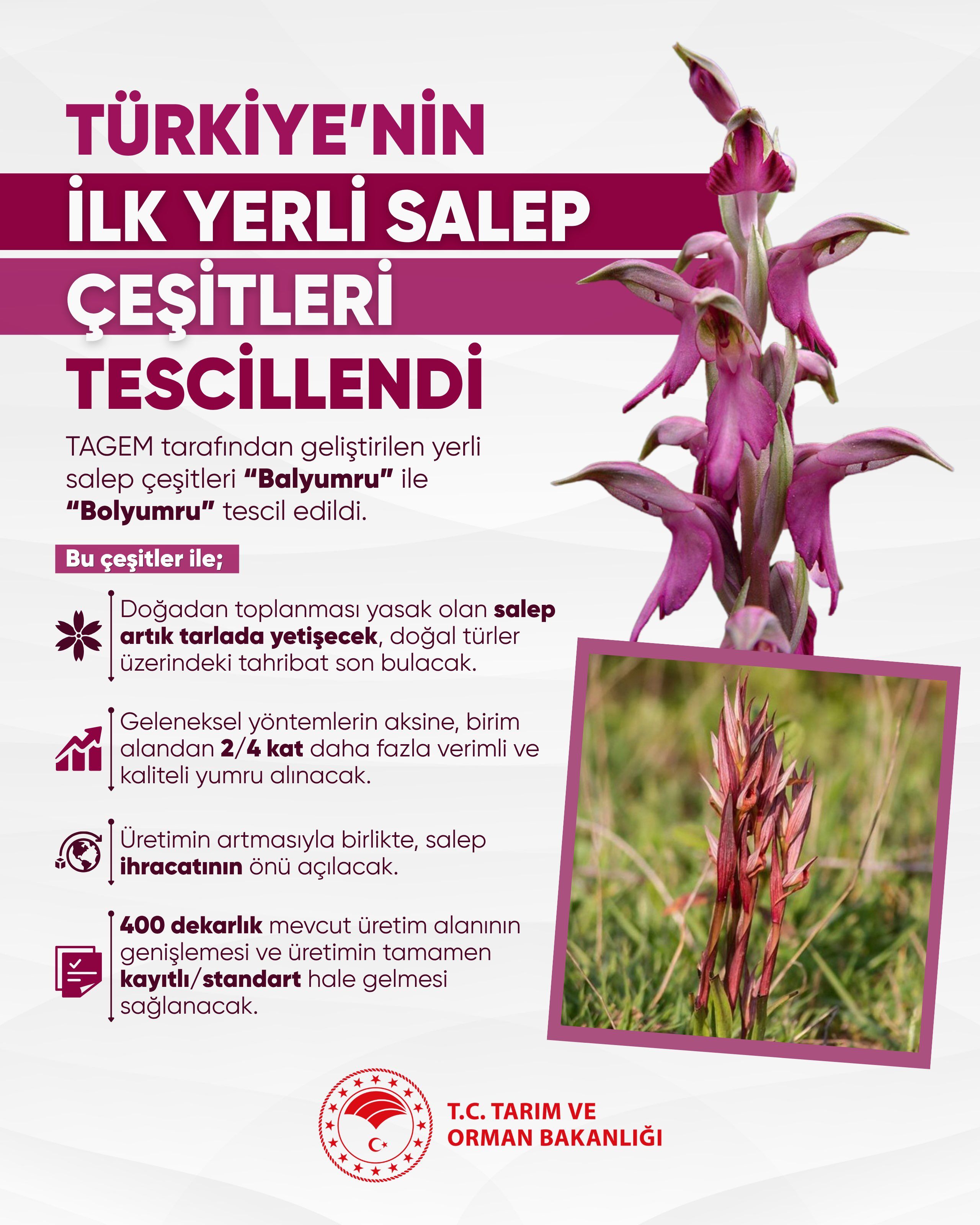 Sahlep Tesci̇l