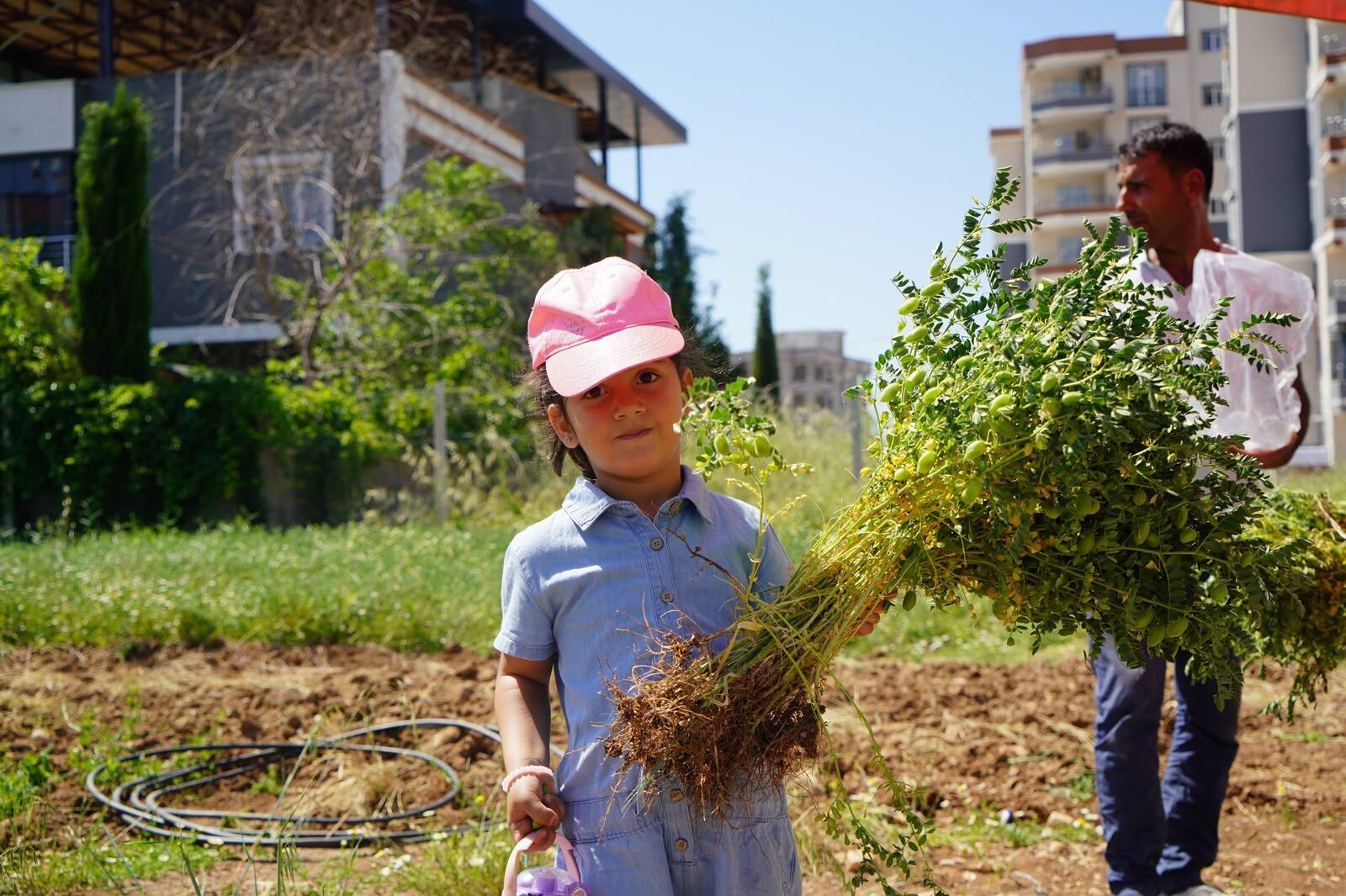 Adıyaman Belediyesi Organik Nohut Hasadı (1)