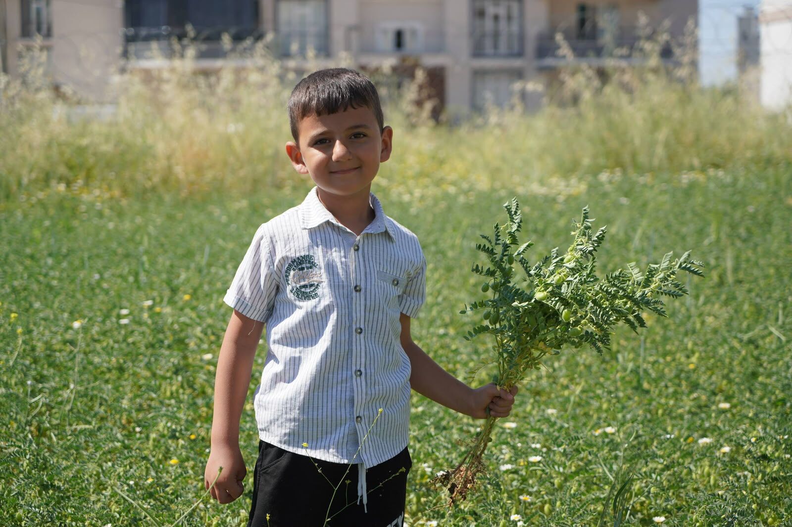 Adıyaman Belediyesi Organik Nohut Hasadı (2)