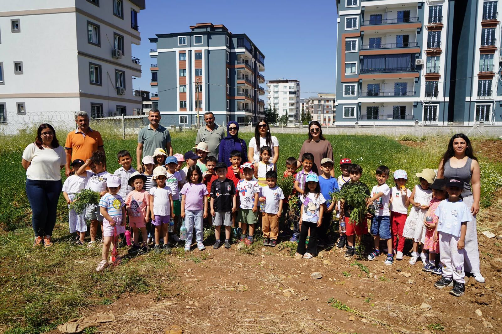 Adıyaman Belediyesi Organik Nohut Hasadı (3)