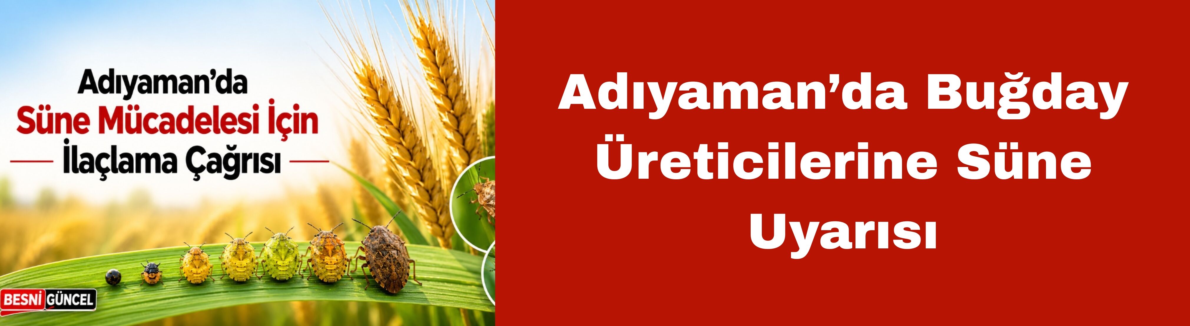 Adıyaman’da Buğday Üreticilerine Süne Uyarısı