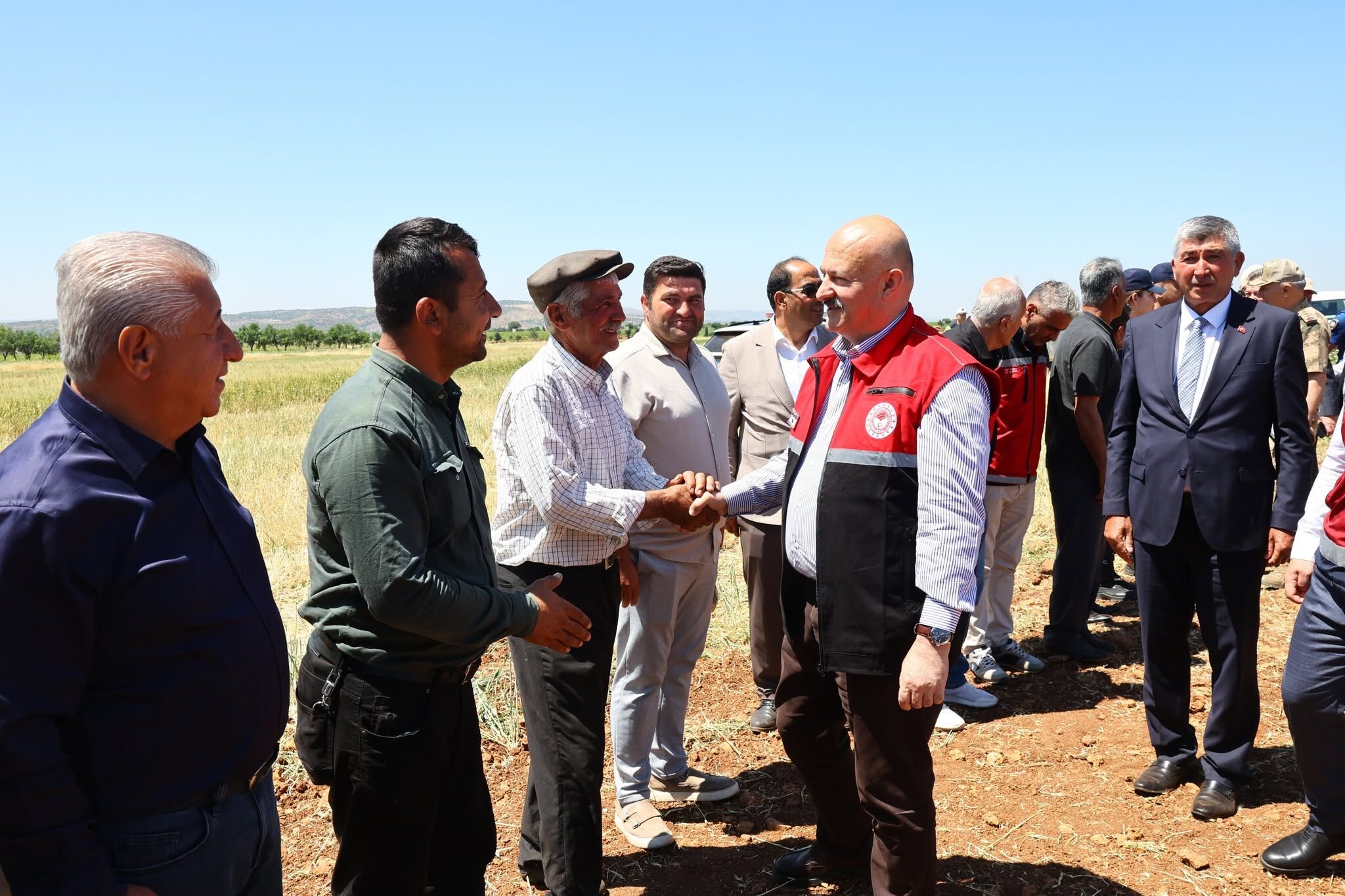 Belören'de Asırlık Firik Hasadı Başladı (6)