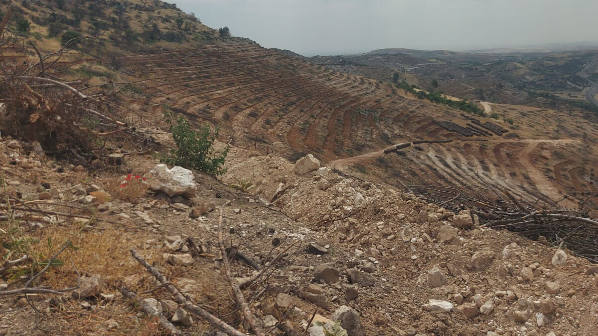 Besni Yanan Orman Yeniden Yeşerecek (1) Edited