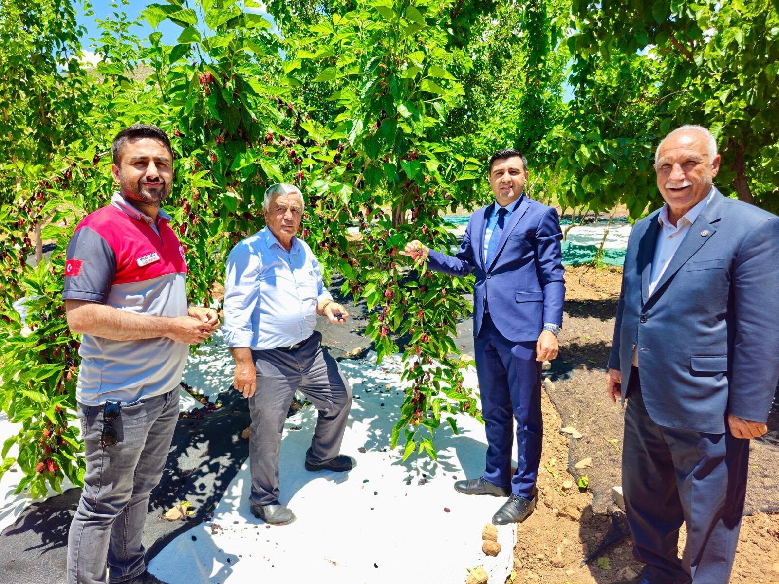 Coğrafi İşaretli Tut Dutu İçin Hasat Sezonu Başladı1