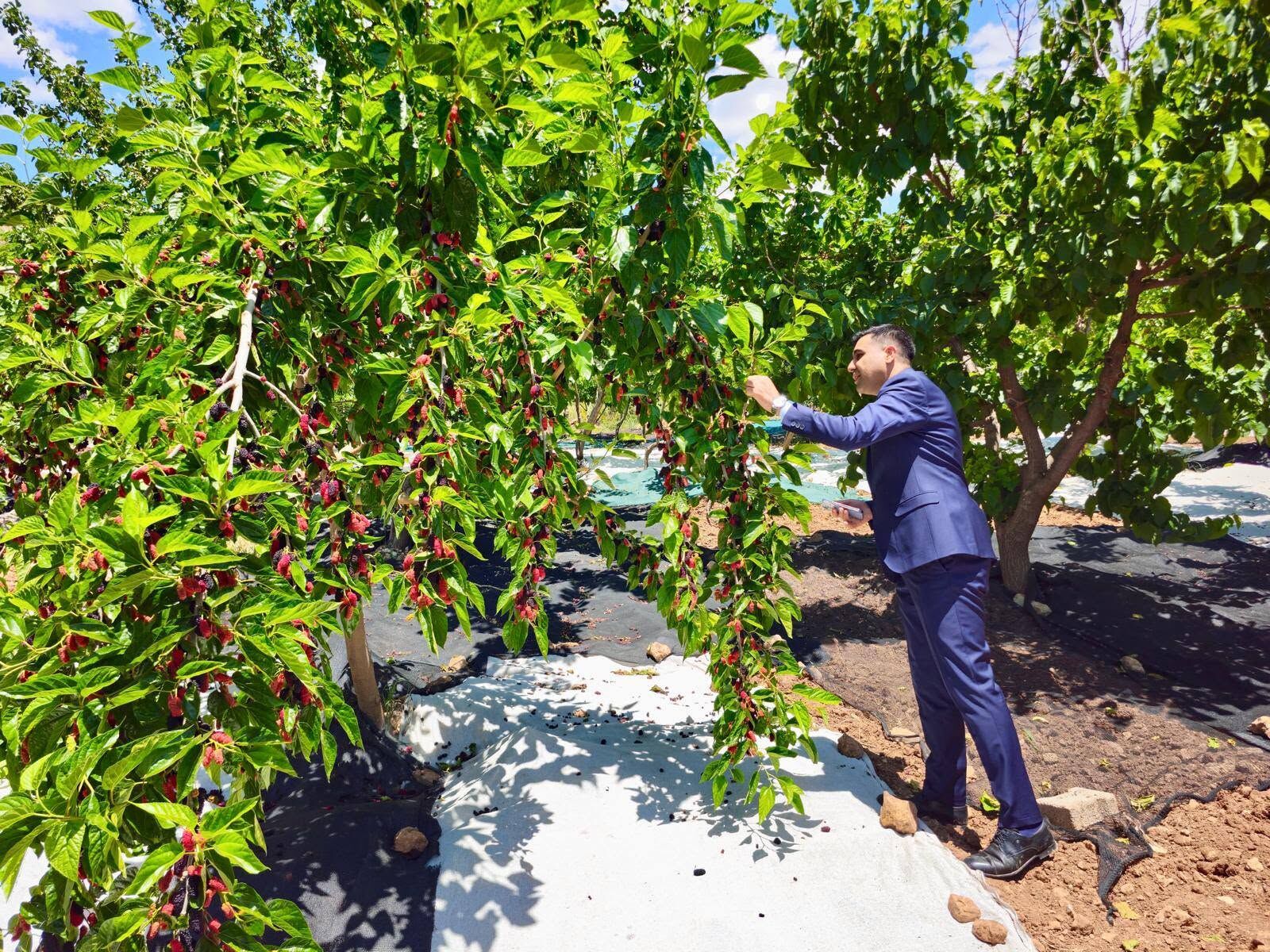 Coğrafi İşaretli Tut Dutu İçin Hasat Sezonu Başladı4