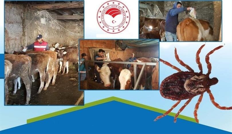 Kene Tehlikesine Karşı Hayati Uyarılar!2
