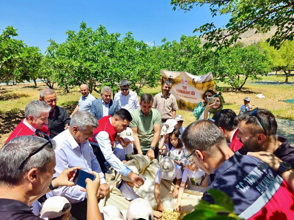 Tut'ta Dut Sezonunun İlk Hasadı Yapıldı1