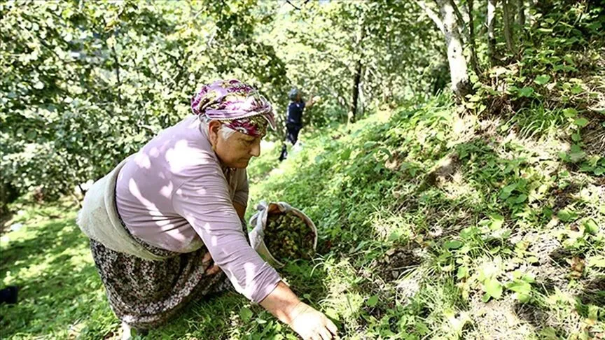 2026 Fındık İşçi Yevmiyeleri Belli Oldu1