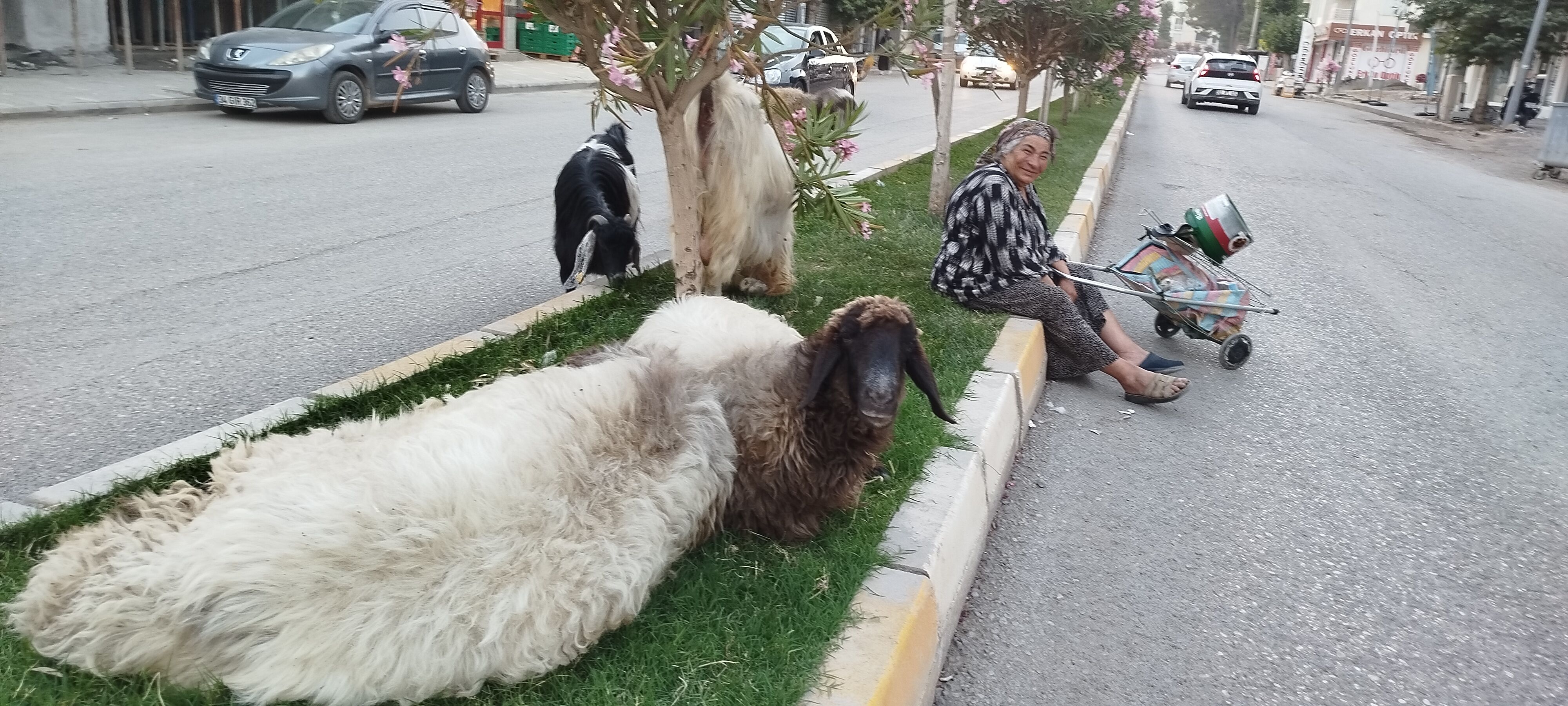 Diyorlar Ki Sen Delisin... İsmet Abla, Hiç Bu Kadar Sevilir Mi1
