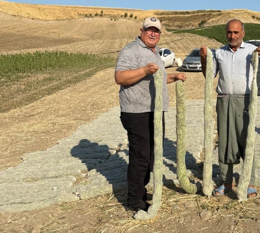 Kahta'da Tütün Hasadı Başladı, Üreticiye Kritik Uyarı1